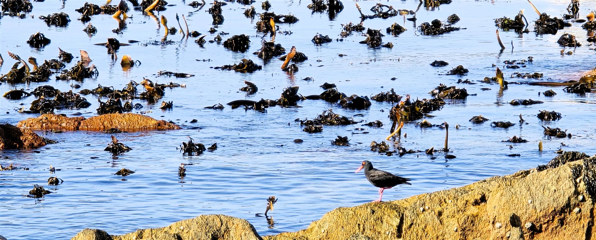 Oyster Catcher On The Rocks